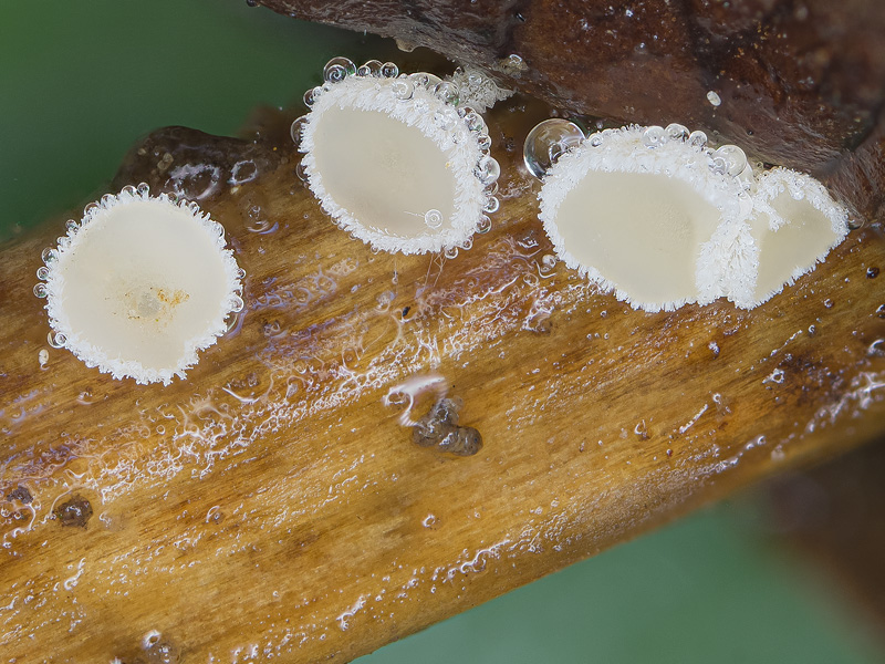 Lachnum nudipes